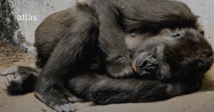 Hormonok, a harmadik része a stressz és a szeretet - cikkek - CMT tudományos megközelítés (kortizol kezdődik) Hormonok, a harmadik része a stressz és a szeretet - cikkek - cmt tudományos megközelítés