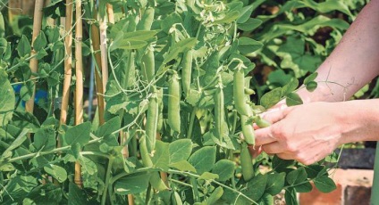 Pea legjobb minőségű és leírása (borsó) Pea legjobb minőségben és a leírás