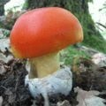 Gomba esőkabátot - hasznos tulajdonságokkal, ellenjavallatok, és receptek (esőkabátot) Gomba esőkabátot - hasznos tulajdonságok, ellenjavallatok és receptek