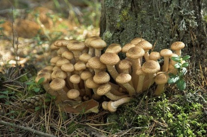 Gomba esőkabátot - hasznos tulajdonságokkal, ellenjavallatok, és receptek (hasznos) Gomba esőkabátot - hasznos tulajdonságok, ellenjavallatok és receptek