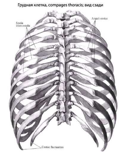 Az emberi mellkas mellkasi anatómia, szerkezet, funkció, képek, EUROLAB