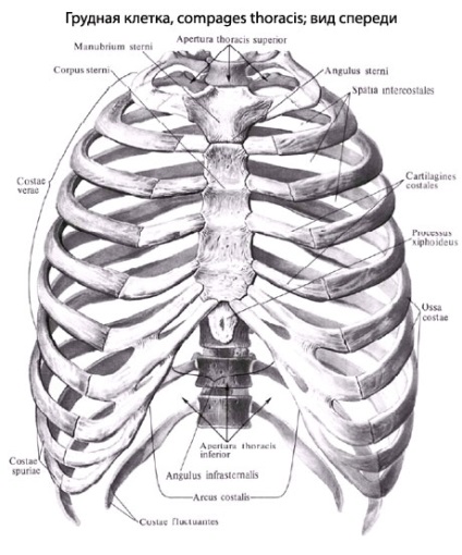 Az emberi mellkas mellkasi anatómia, szerkezet, funkció, képek, EUROLAB