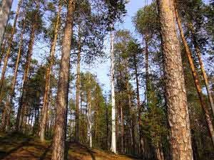 Csoport Northern Forest - Northern Forest (Group) Csoport Northern Forest - Northern Forest