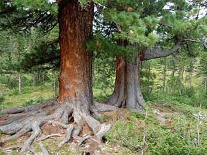 Csoport Northern Forest - Northern Forest (Group) Csoport Northern Forest - Northern Forest