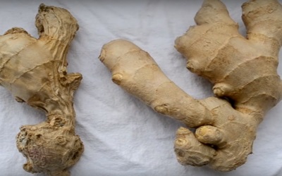 Ginger at Onkológia - Medical Journal