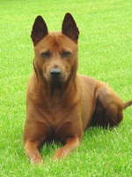 Izlandi dog (kutya) izlandi
