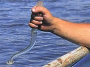 Így harcsa Kwok - házi halászati ​​kezük
