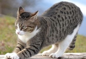 Hogyan kötést egy macska mancsa, kötözés technikája - szól macskák és macskák szeretettel