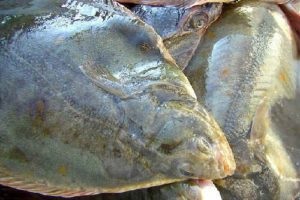 Hogyan tisztítható a lepényhal sütés előtt tippeket és tanácsokat előkészítése halak főzéshez