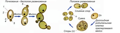 Mit gombák szaporodnak ivartalanul által rügyező és vegetatív tenyésztés, milyen szerv, milyen módszerekkel