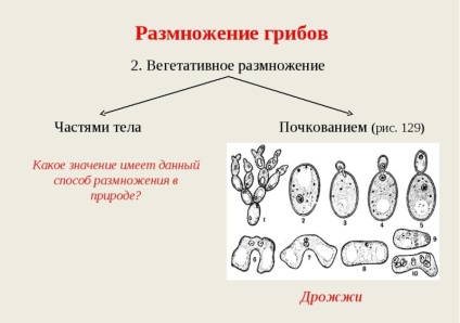 Mit gombák szaporodnak ivartalanul által rügyező és vegetatív tenyésztés, milyen szerv, milyen módszerekkel