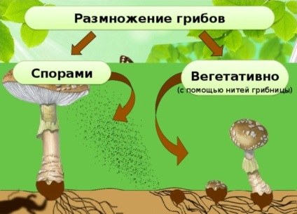 Mit gombák szaporodnak ivartalanul által rügyező és vegetatív tenyésztés, milyen szerv, milyen módszerekkel