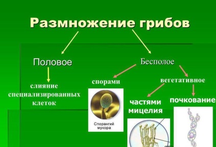 Mit gombák szaporodnak ivartalanul által rügyező és vegetatív tenyésztés, milyen szerv, milyen módszerekkel