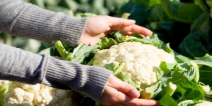 Hogyan és hol tárolja a karfiol is (store) Hogyan és hol tárolja karfiol rendesen