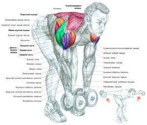 Hogyan építsünk hátsó delts edzés és gyakorlatok (swing hátsó delts) Hogyan építsünk hátsó delts edzés és gyakorlatok