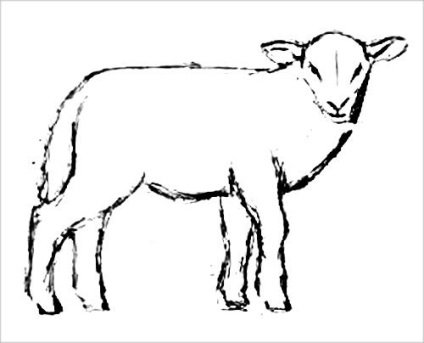 Hogyan kell felhívni a Juh vagy bárány