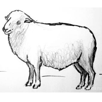 Hogyan kell felhívni a Juh vagy bárány