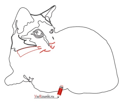 Hogyan kell felhívni a sziámi macska szakaszokban