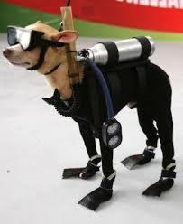 Hogyan kell tanítani a kutyát úszni cikkem - Kiadó - képzés kutyák Szevasztopol