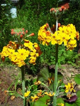 Hogyan lehet biztosítani a kankalin virágzik egész nyáron