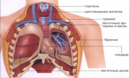 Hogyan lehet törölni a tüdőben a nyák és a toxinok, a szabályok egészséget és hosszú életet