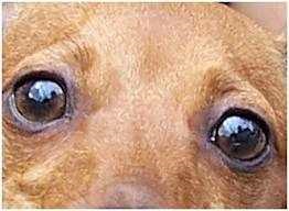 Hogyan állapítható meg, szürkehályog szem szürkehályog kutyák macskák kutyák és más állatok, a hasznosítás