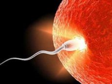 Hogy ez lesz spermiumot a petesejt