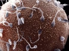 Hogy ez lesz spermiumot a petesejt