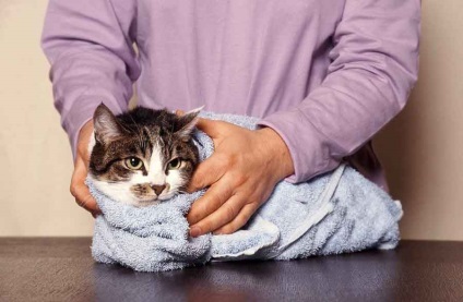 Hogyan kell mosni, tisztítani a gyomor macska vagy cica otthon mosás és tisztítás a gyomor