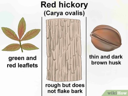 Hogyan ismerjük fel a hikori fa