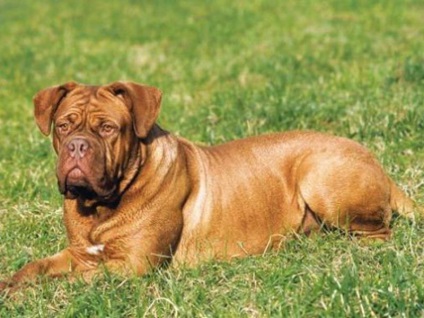 Ahogy tartalmaznak Bordeaux kutyafajta leírása, jellemzői és fotó ellátás