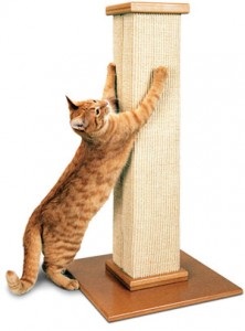 Hogyan lehet megbirkózni azzal a ténnyel, hogy a macska ajtó skrebot - szándékos és független állat, a kíváncsiság és