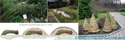 Hogyan törődik futórózsa A-tól Z-ig (ellátás) Hogyan törődik futórózsa A-tól Z-ig