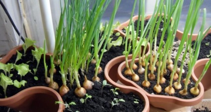 Milyen gyógynövények is termeszthető, télen az ablakpárkányon