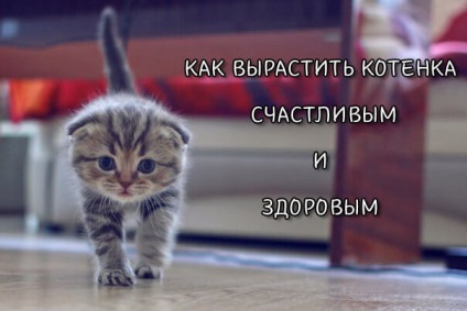 Hogyan növekszik egy boldog és egészséges macska, skót Fold Fold miau (nő) Hogyan növekszik egy boldog és egészséges macska, Scottish fold fold miau