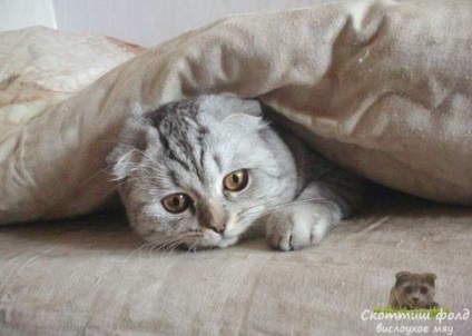 Hogyan növekszik egy boldog és egészséges macska, Scottish fold fold miau