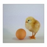 Hogyan gyorsítható egészséges csirkék, a madárinfluenza megelőzésére