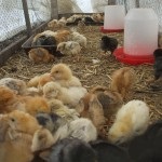 Hogyan gyorsítható egészséges csirkék