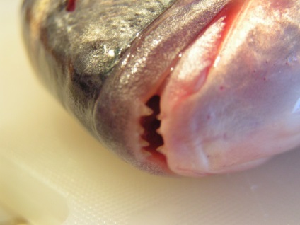 Hogyan kell tárolni a sózott hal - keszeg, mint lé - élelmiszer