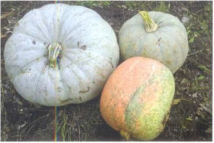 Kavbuz termesztés, agrocounsel (műtrágya) Kavbuz termesztés, agrocounsel
