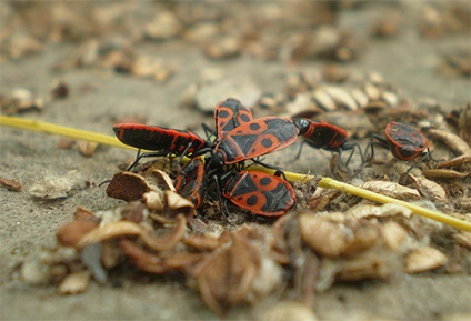 Bedbug katona képek, mint a rovarokkal táplálkoznak, hogyan juthat