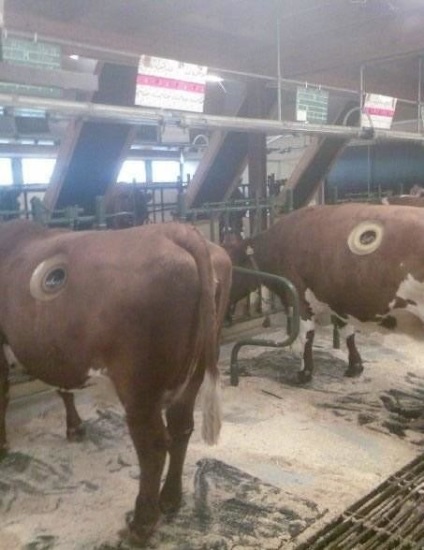 Cow fistula - egy hatalmas lyuk a has tehenek (lyukak) Cow fistula - egy hatalmas lyuk a has tehén