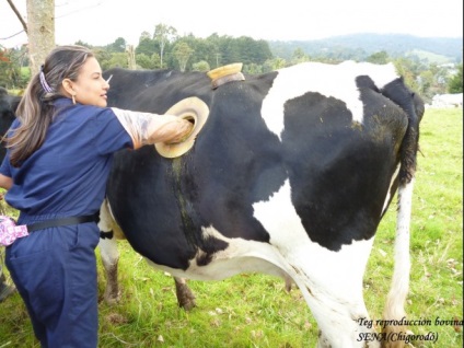 Cow fistula - egy hatalmas lyuk a has tehén