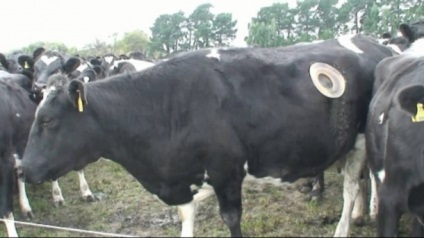 Cow fistula - egy hatalmas lyuk a has tehén