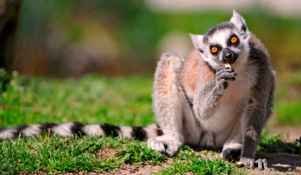 Gyűrűs farkú maki - izeg a Madagaszkári