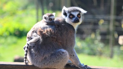 Gyűrűs farkú maki - izeg a Madagaszkári