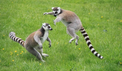 Gyűrűs farkú maki - izeg a Madagaszkári