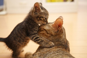 Cat muri szülés után, hogy sterilizálni, és hogyan kell ápolni kiscicák - nő s nap