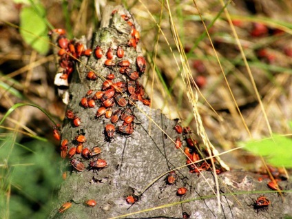 Piros bogár bug-katona fotó, leírás, kár, hogyan lehet megszabadulni