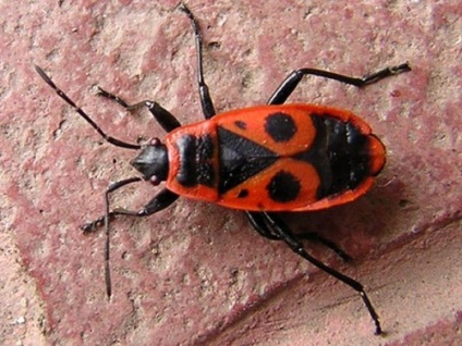 Piros bogár bug-katona fotó, leírás, kár, hogyan lehet megszabadulni
